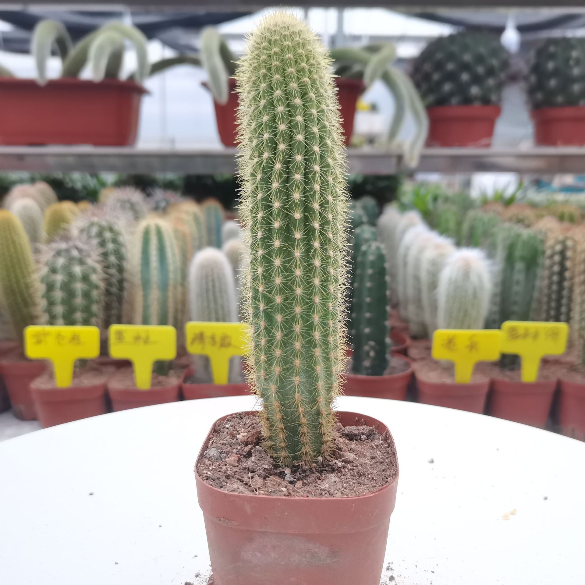 【产地直发】金芒龙仙人柱仙人掌批发 仙人球批发 多肉植物批发