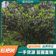 基地直发精品枇杷树规格齐全四季常绿果实既可食用又可观赏