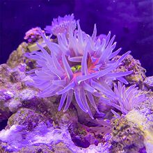 海葵海缸宠珊瑚造景海草海星观赏海水鱼尼莫小丑鱼厂家直销跨境