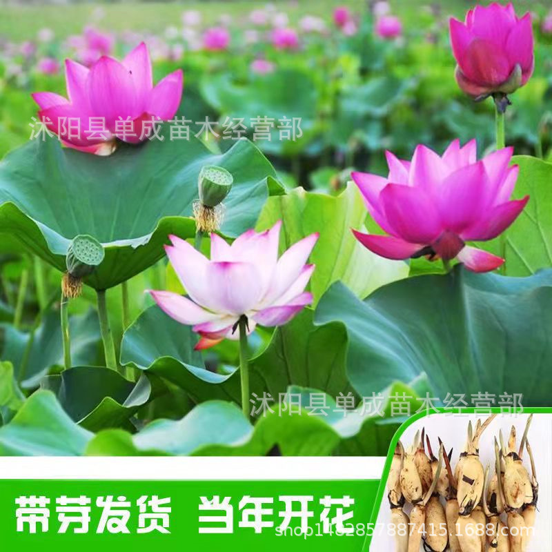 荷花苗盆栽水养莲藕种根苗食用藕种藕苗莲花碗莲种藕水生植物包邮