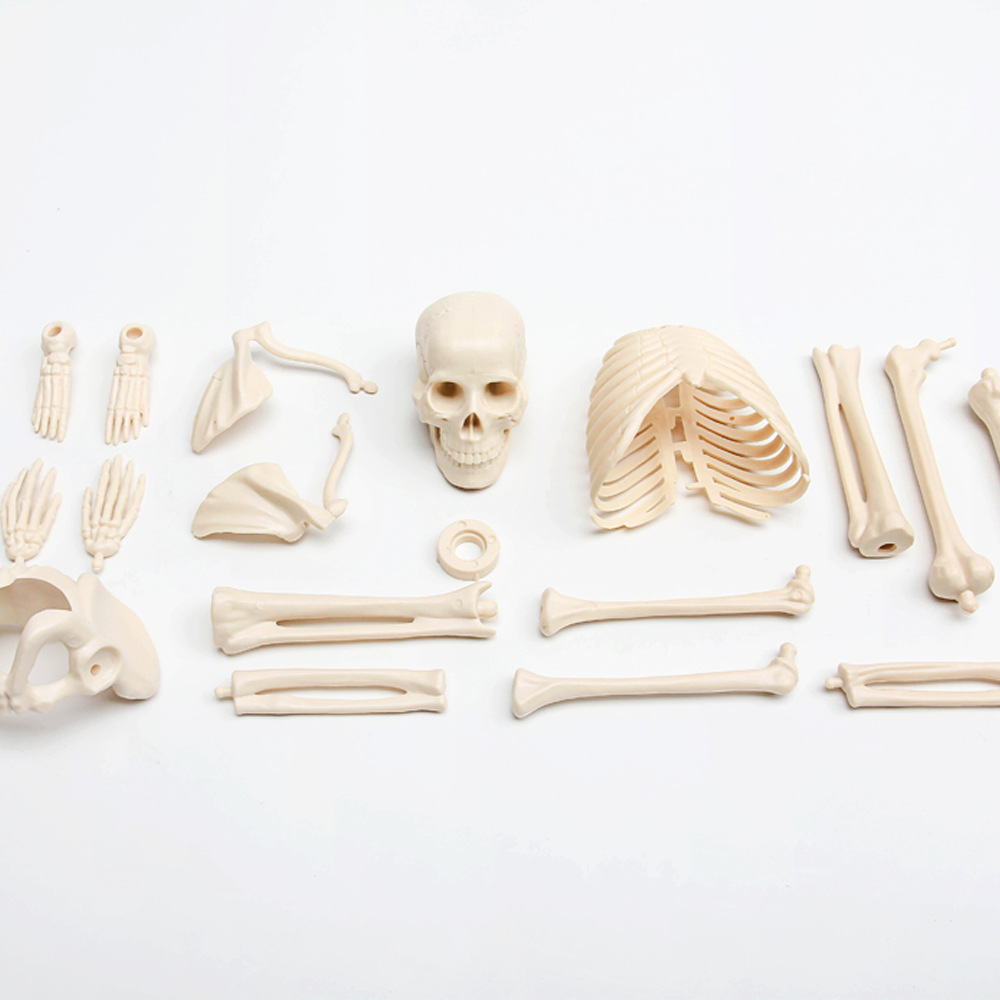 香港edu 儿童益智科学生命人体科学科普模型46cm迷你人体骨骼模型