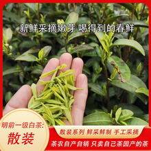 2024年新茶安吉白茶明前茶原产地高山茶园农家自产自销批发