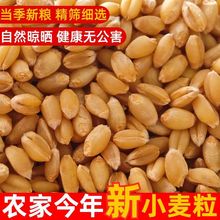 【热卖中】新小麦粒优质新小麦小麦种子猫草发芽酿酒磨面煮粥食用
