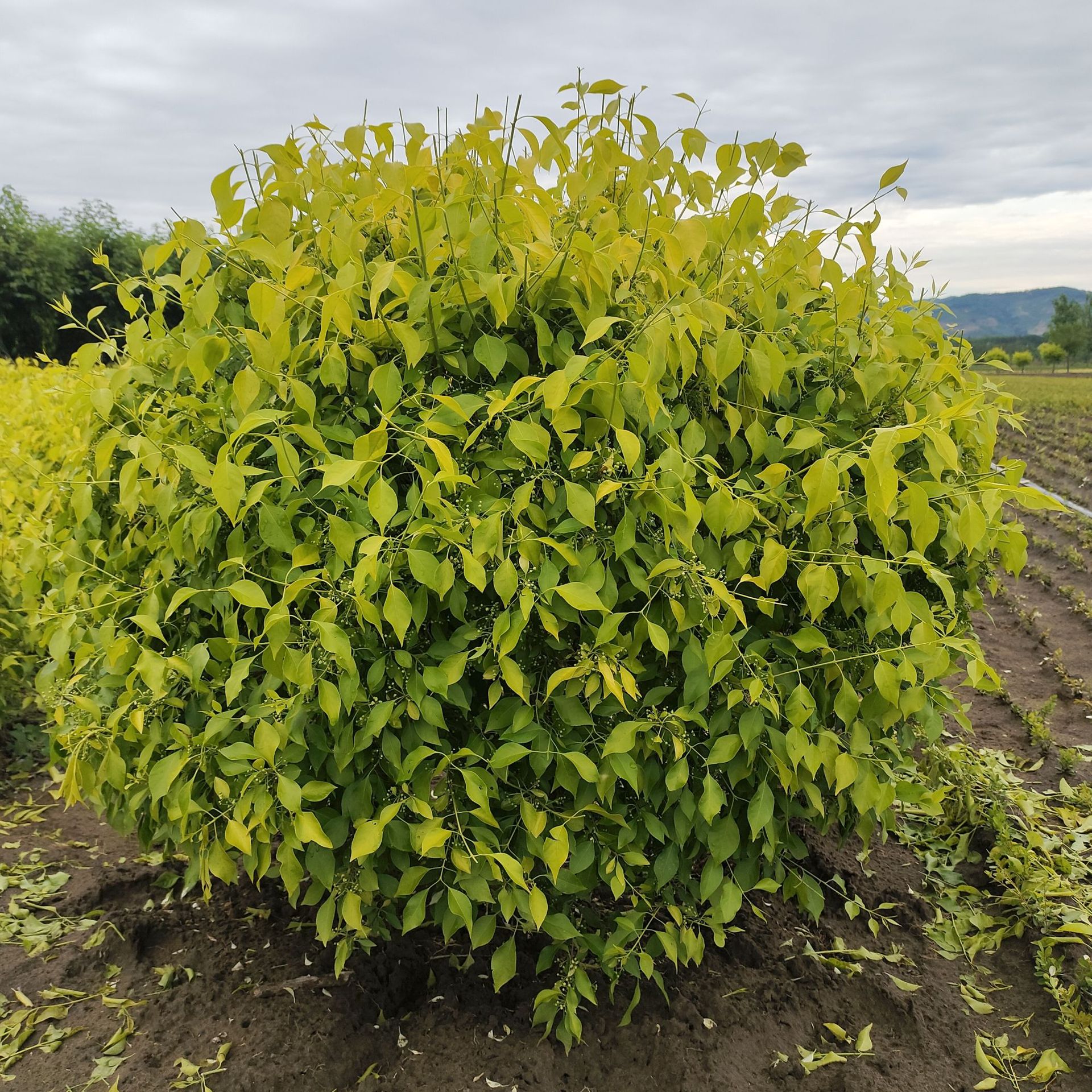 金叶卫矛球 坡地绿化 园林绿化带 冬青卫矛球 大叶黄杨-阿里巴巴