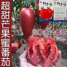 番茄种子超甜芒果蜜番茄种子水果蔬菜籽盆栽果味沙瓤老西红柿种子