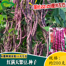 红满天紫豆角种子 农田菜园基地鲜嫩荚长紫架豆蔬菜籽