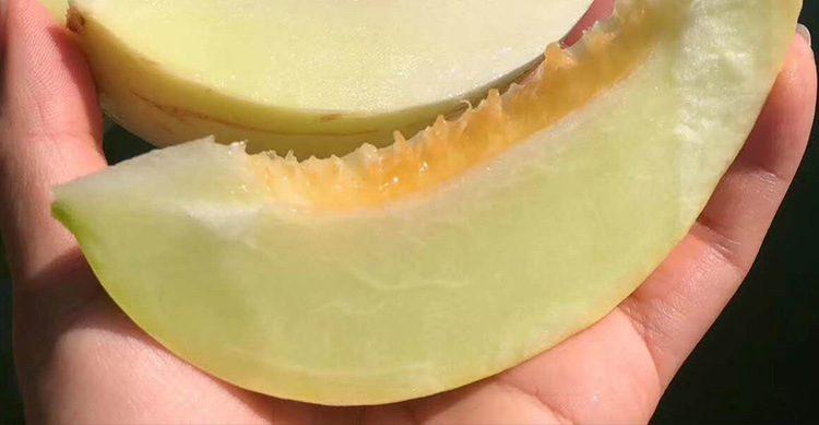 大白沙蜜甜瓜种子 农田菜地农户种植早熟肉厚香甜白瓤甜瓜籽