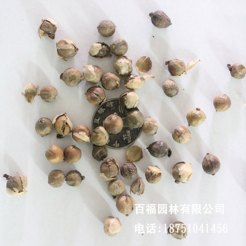 批发再力花种子 花卉种子水生植物湿地公园 水竹芋 水莲蕉