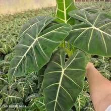 【基地直供】观叶植物小盆栽绿植海芋植物花卉盆栽0.5加仑绿天鹅