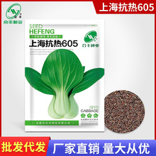 上海抗热605青梗油菜苏州青鸡毛菜种籽上海青小油菜蔬菜种子公司