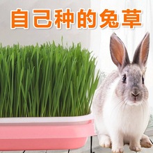兔子吃的草兔草种植自己种的兔草小麦宠物去除毛球猫咪新鲜草种子