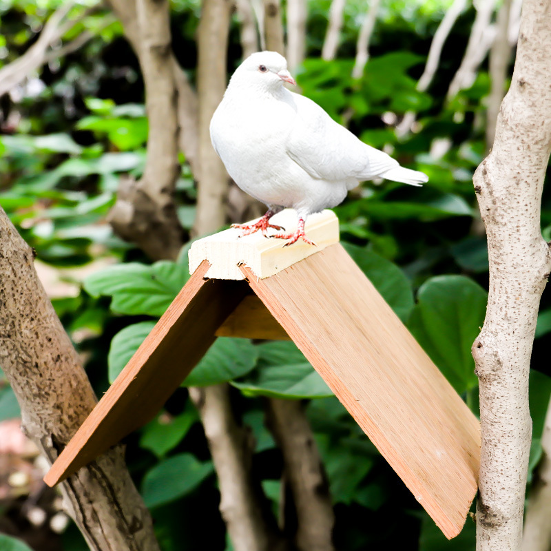 鸽子用品用具站架栖架栖息架赛鸽鸽具息落架站台鸽用实木