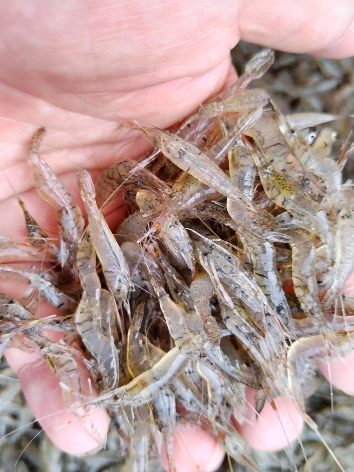 1斤装小河虾鲜活淡水活虾现冻小白虾草虾明虾青虾虾米