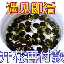 碗莲种四季开花水培水养绿植睡莲荷花无土盆栽花卉不含盆