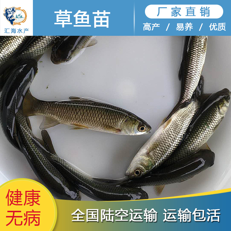 草鱼苗 鲩鱼苗 四大家鱼苗 草鱼水花 广州汇海苗场批发供应-阿里巴巴