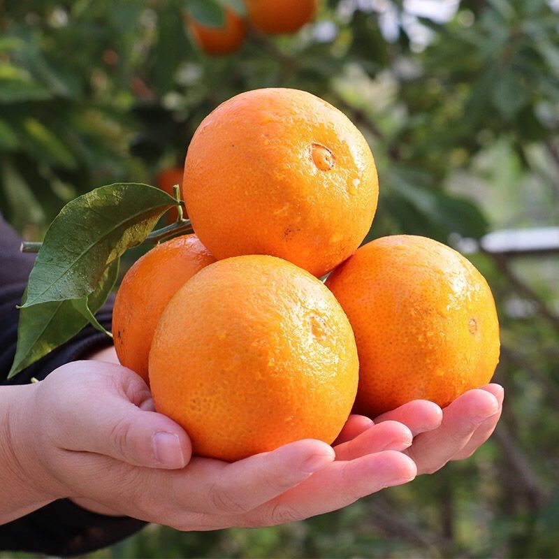 四川爱媛38号果冻橙应季新鲜橙子手剥橙橘酸甜多汁现摘现发