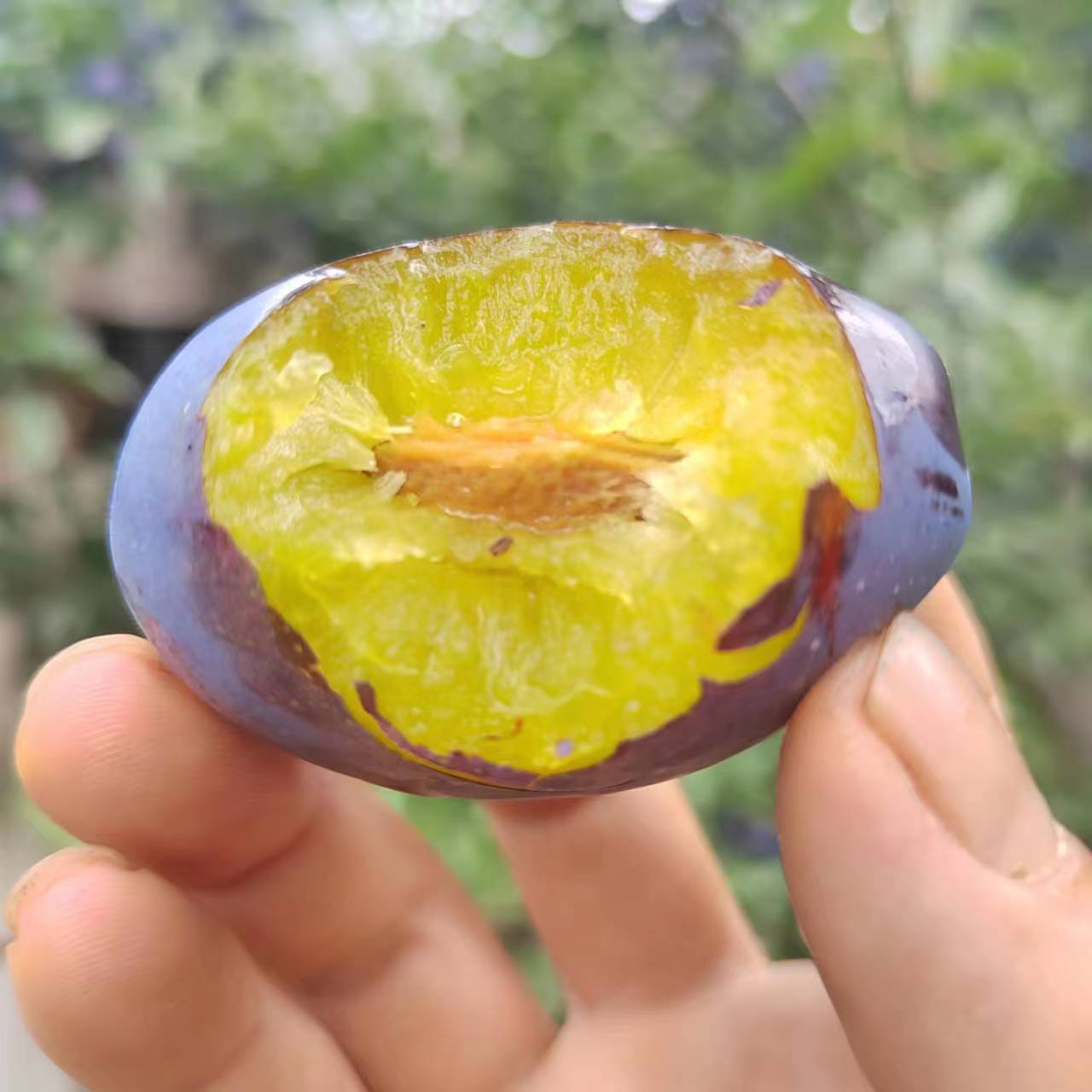 [顺丰]四川汶川国产西梅自然成熟产地现摘现发礼盒女神西梅-阿里巴巴