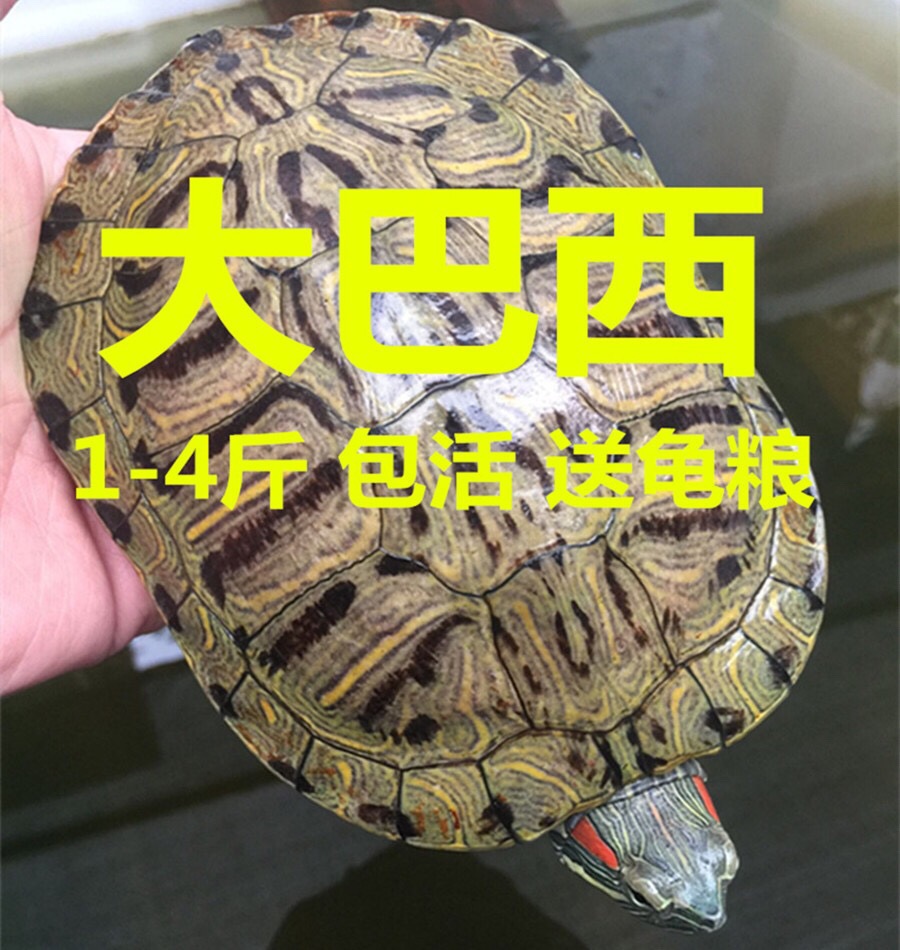 巴西龟活物 超大活体特大活物下蛋龟观赏龟宠物龟招财龟乌龟包邮