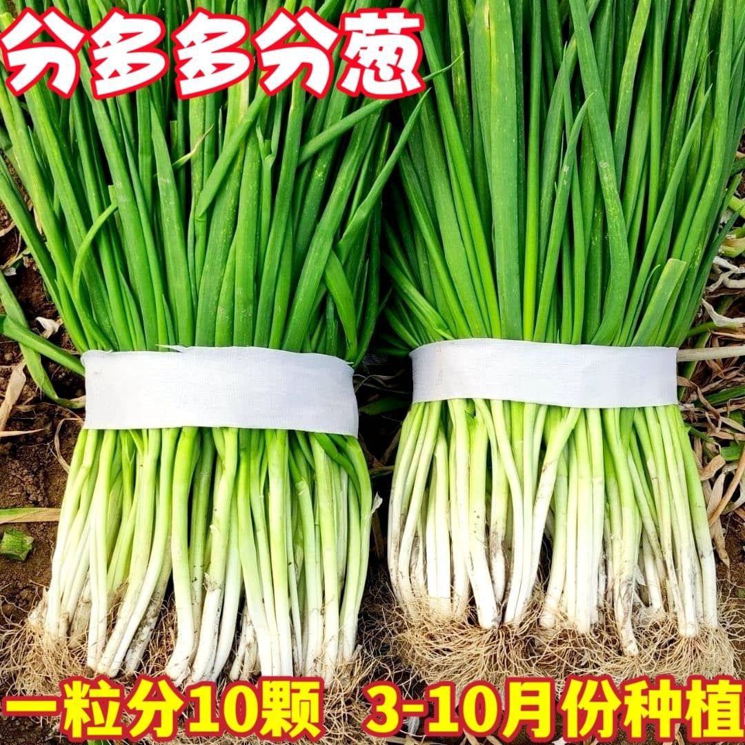 分多多分葱新鲜蔬菜香葱安徽分葱河南香葱浓香型四季农家自种香葱