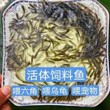 鱼苗观赏鱼小鱼饲料鱼活的麦穗鱼鲫鱼鲤鱼喂喂龙鱼口粮活饵