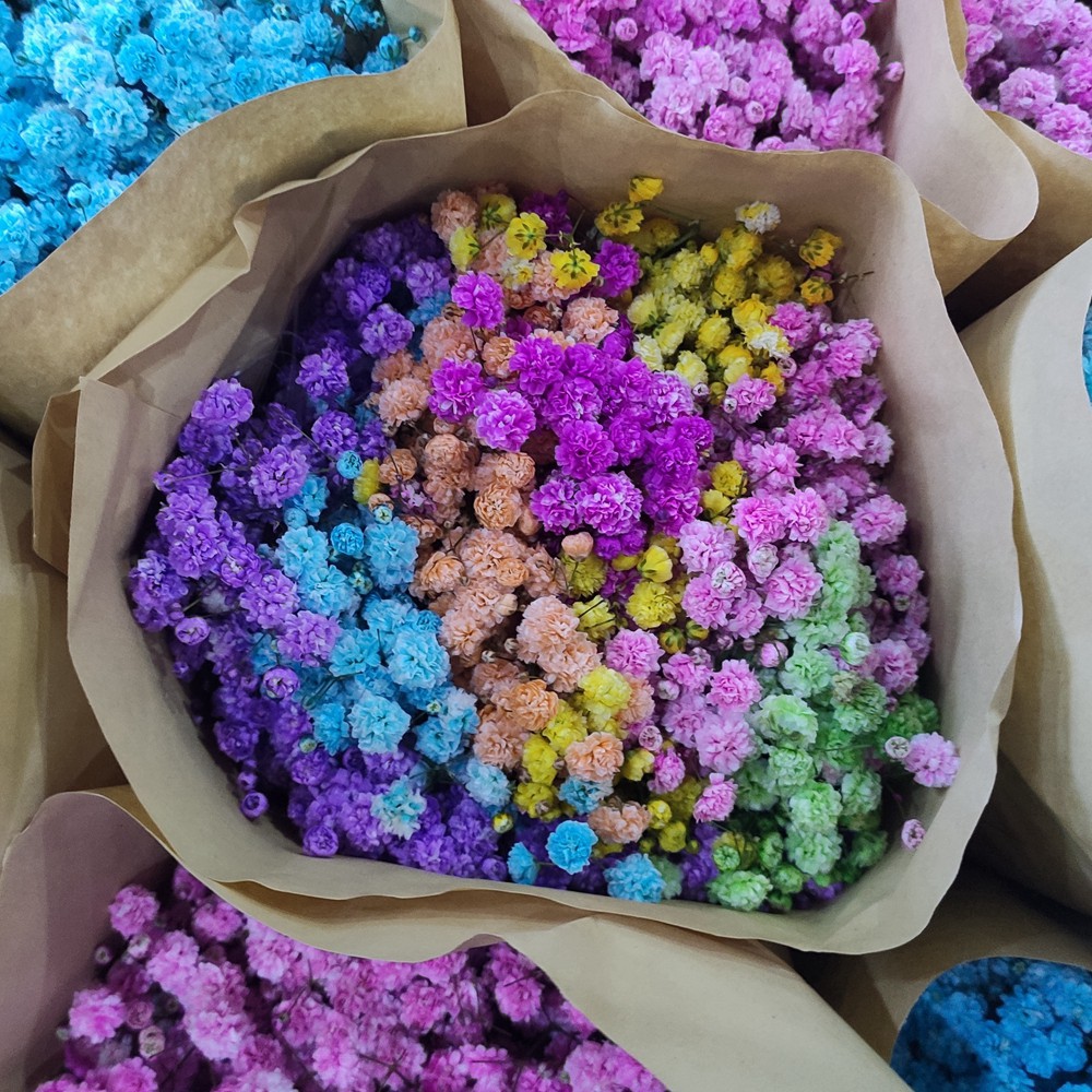 【满天星吸色】花店 云南昆明斗南鲜切花基地直发批发彩色满天星