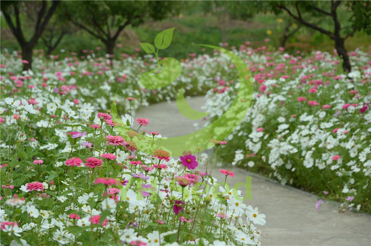 野花组合花子景观工程花海道路绿化草花组合花种丰富四季易种