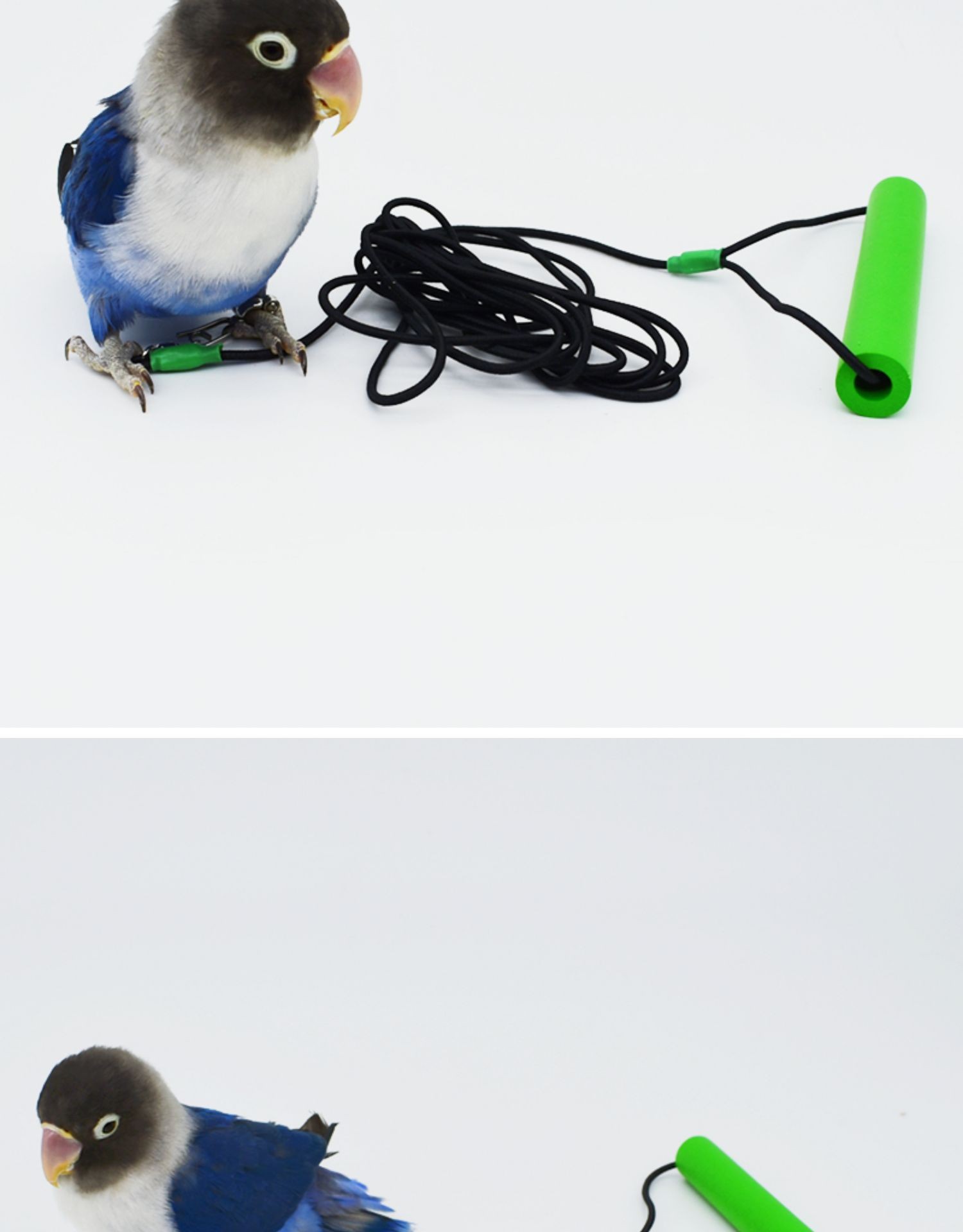 鹦鹉放飞绳溜鸟绳鸟脚环小鸟用品外出训练遛鸟绳弹力玄凤牵引绳子