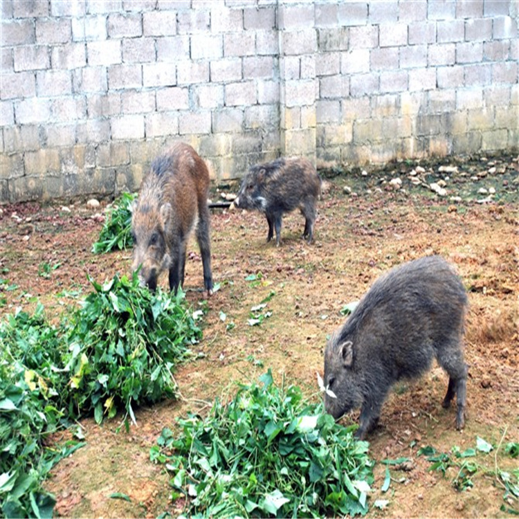 活体野猪苗