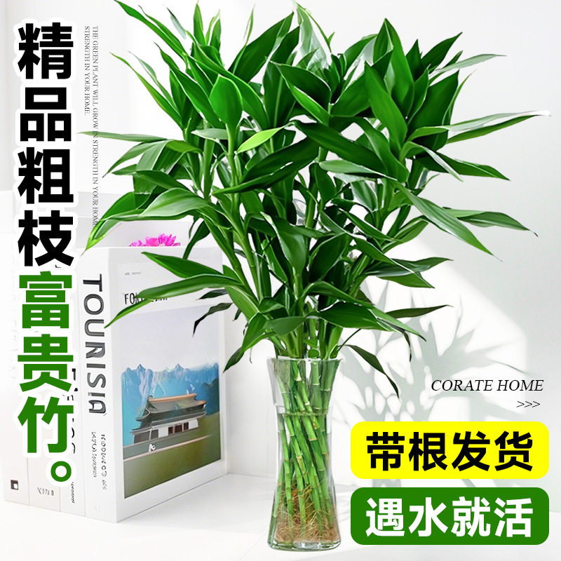 特大富贵竹水培植物转运竹子带根粗杆水养室内客厅四季好养绿植物