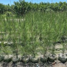 福建木麻黄基地 海边植物乔木木麻黄绿化树移栽木麻黄