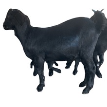 买一只黑山羊多少钱 黑山羊价多少钱一只 一头黑山羊多少钱一只