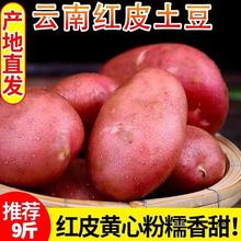 云南高山农家自种红皮黄心土豆新鲜10斤包邮中号马铃薯新洋芋整箱