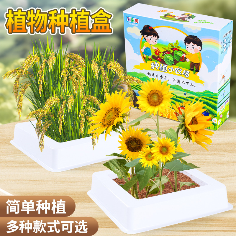 儿童植物小盆栽种植盲盒幼儿园观察绿植物生长小学生种子迷你奖品