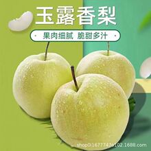 甘肃香蕉梨太婆梨水果梨子新鲜大头梨茄梨软梨当季啤梨巴梨_阿里巴巴
