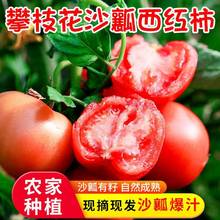 四川米易西红柿番茄新鲜普罗旺斯斤沙瓤自然熟生吃蔬菜露天野生