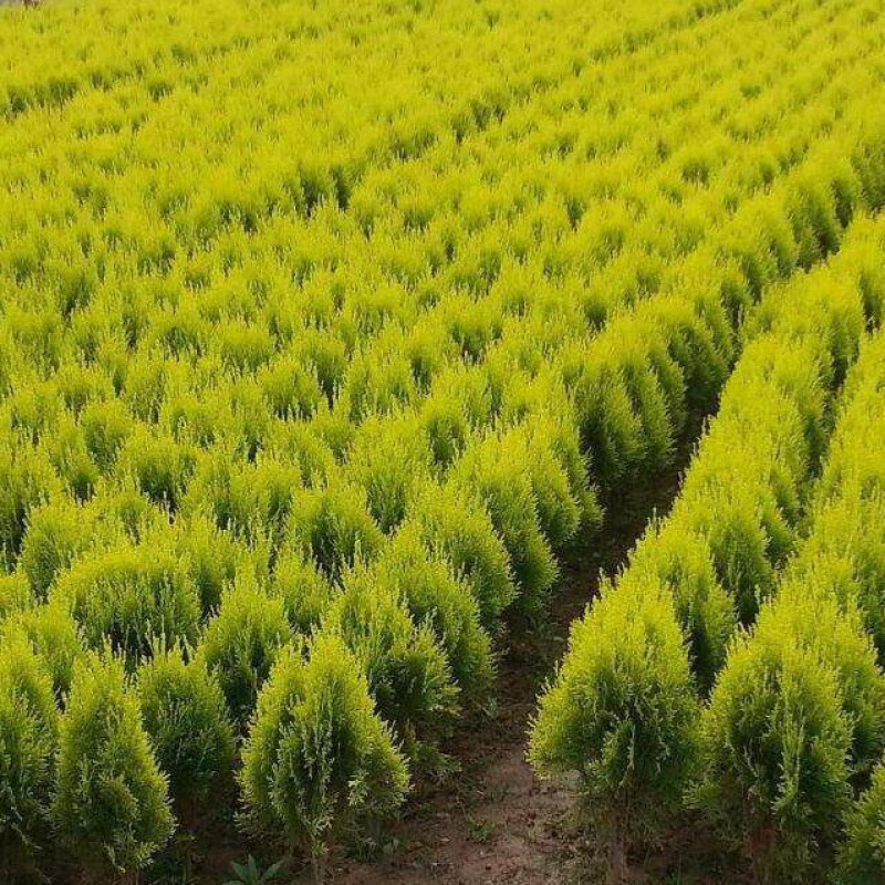 13成交0清明松柏树苗 侧柏苗 扁柏 龙柏 塔柏 圆柏