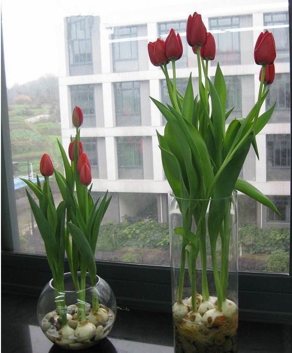 一件代发荷兰正品进口大球郁金香水培种球花种子秋冬季耐寒庭院室