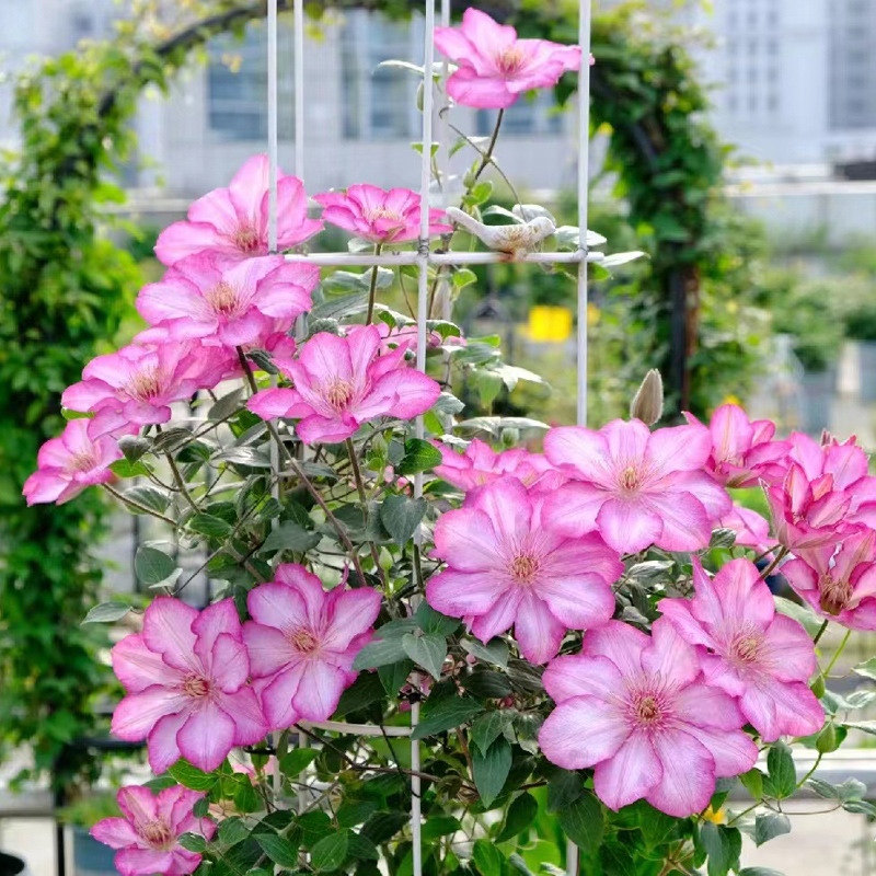 铁线莲爬藤植物庭院耐寒热绿植花卉盆栽苗乌托邦银币阳台多季开花