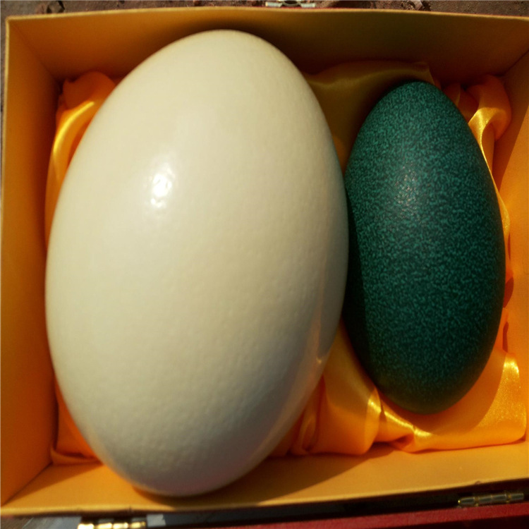 山东济宁出售鸵鸟蛋 批发出售鸵鸟蛋 鸵鸟蛋多少钱一枚