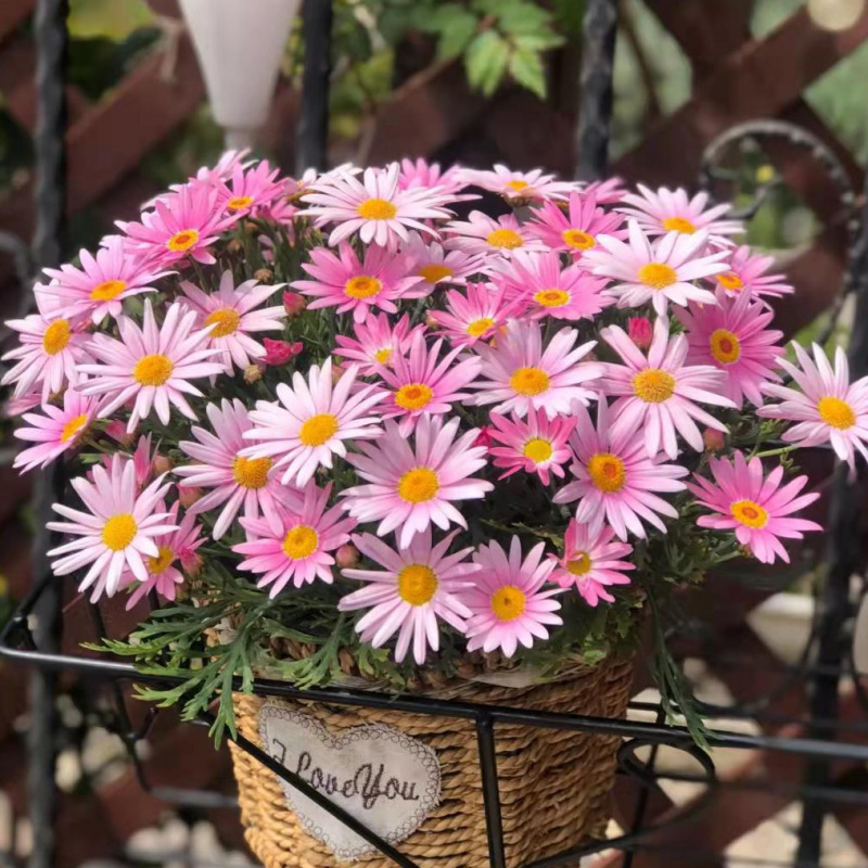 玛格丽特菊花盆栽千头菊带花苞花期长姬小菊四季开花阳台庭院好养