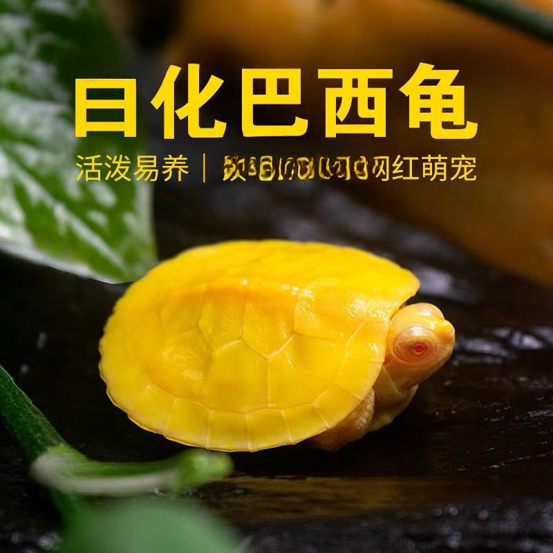 白化红眼巴西龟变异焦糖巴西龟彩色梵高巴西龟活体招财观赏宠物龟
