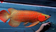 印尼红龙鱼热带观赏鱼金龙鱼活鱼鱼苗高背金龙古典过背练手鱼包活