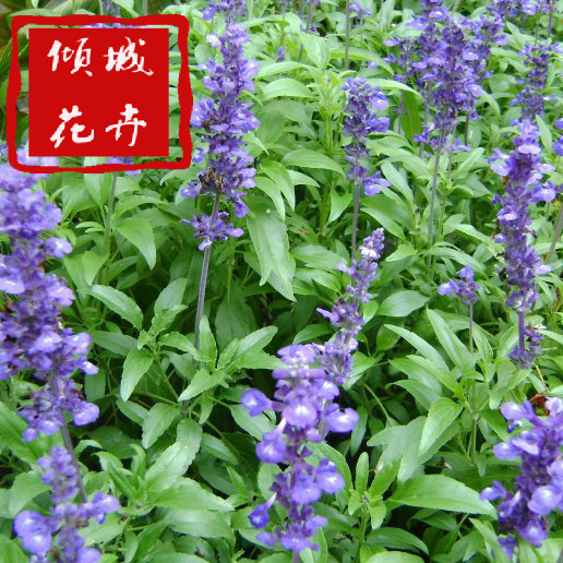 地被鼠尾草花海植物 鼠尾草北方种植基地 蓝花鼠尾草多年生现货