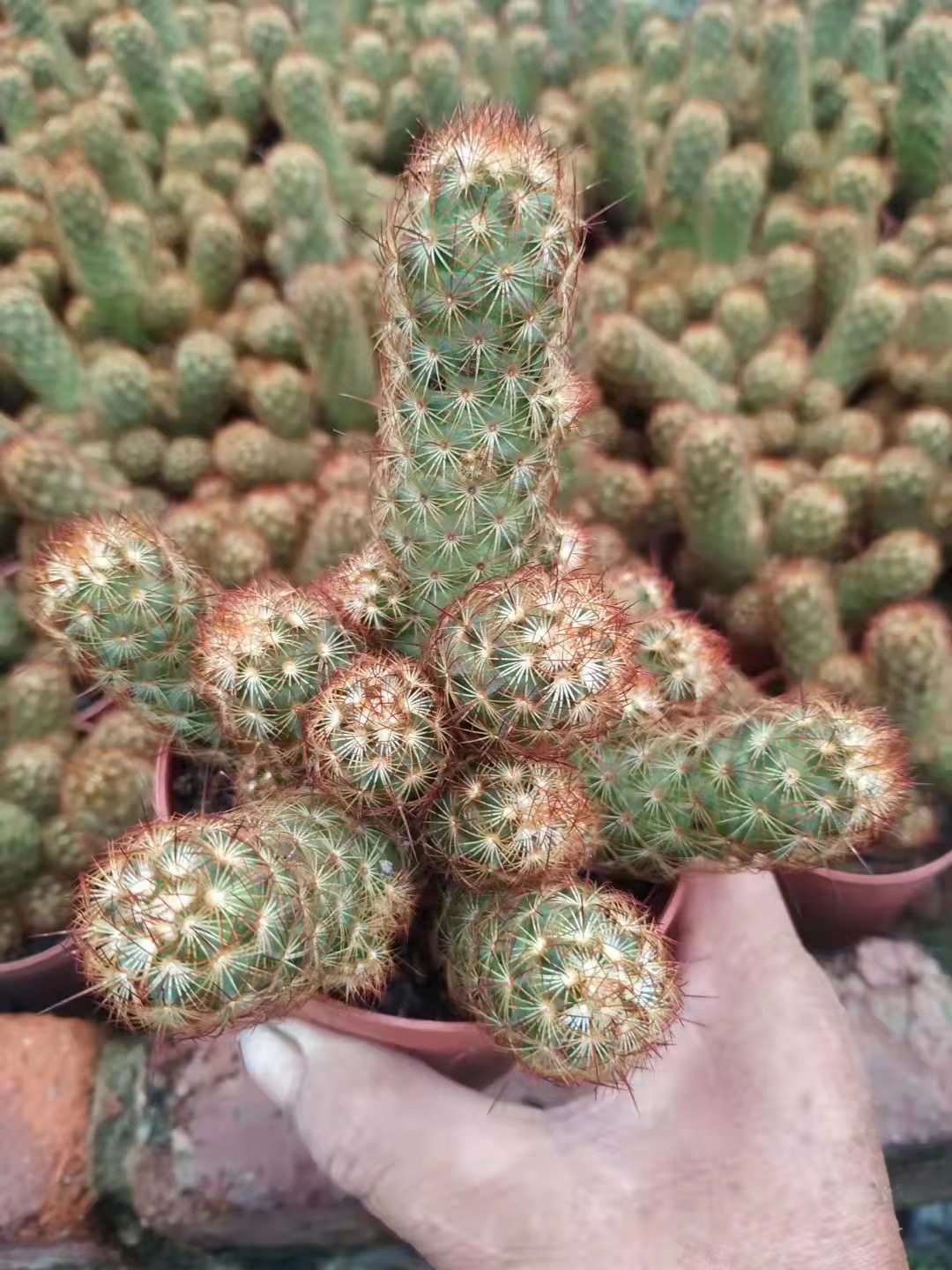 金手指仙人掌35盆一件多肉植物新手组合配盆办公室桌面小盆栽