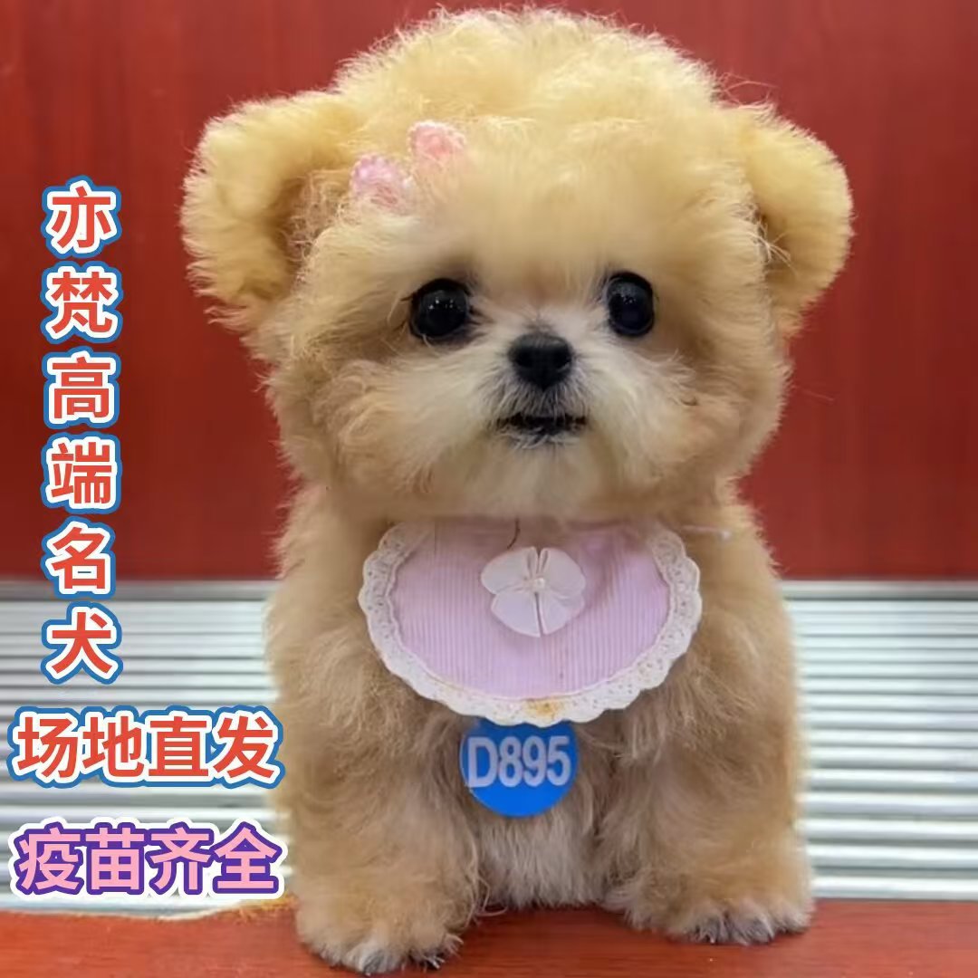 纯种泰迪幼犬泰迪狗活体香槟色泰迪小型茶杯犬泰迪宠物泰迪-阿里巴巴