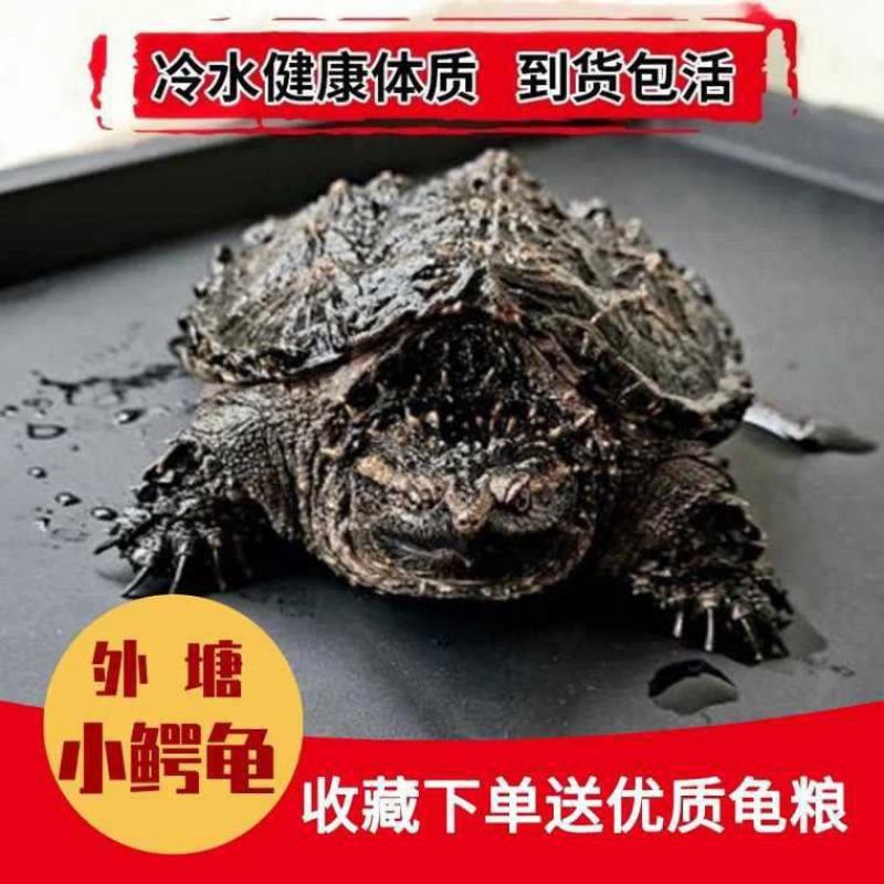 北美小鳄龟苗爆刺宠物龟观赏龟杂佛食肉龟水龟外塘凶