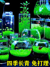 生态玻璃鱼缸小型乌龟缸水草种子籽植物真草造景桌面客厅家用装饰