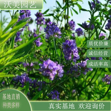 苗圃供应 紫花苜蓿 水土保护植物 园林花坛花镜绿化花卉工程苗木