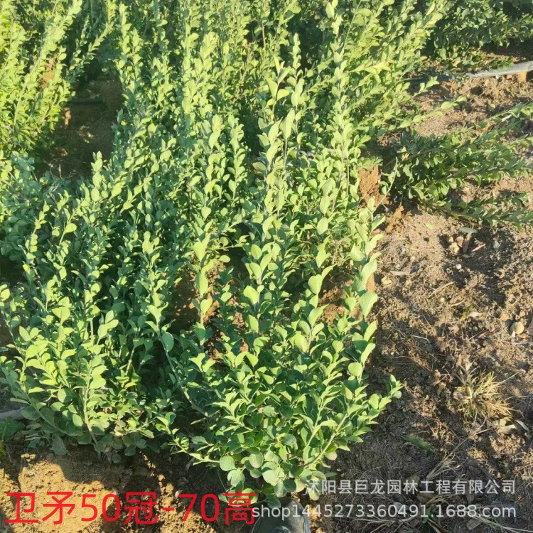 卫矛小毛球卫矛大杯胶东卫矛色块工程绿化灌木卫矛大球40-50-60冠