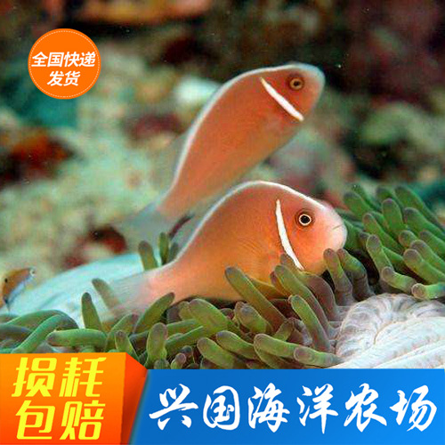 银线小丑 海水观赏鱼人工银背小丑鱼活体金线小丑顺丰快递包活